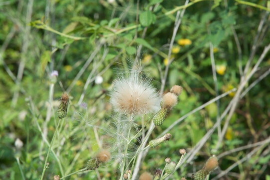 close-up: creeping thistle flowers with seedheads