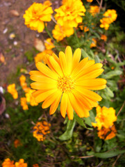 calendula......