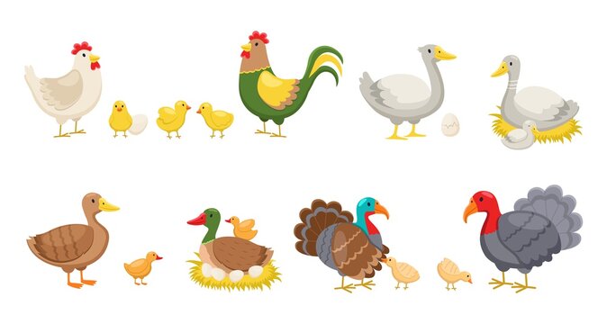 Farm birds. Rural poultry yard inhabitants, funny chicks and hen and rooster, breed ducks, geese and turkeys, nests and eggs. Vector cartoon cute colourful domestic animals isolated set