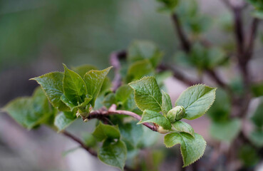 Frühe Knospe der Kletterhortensie (Hydrangea petiolaris)