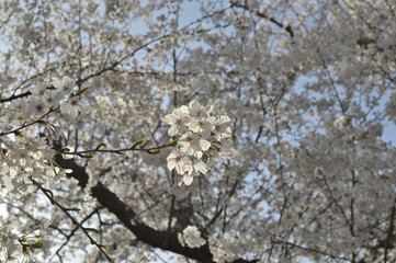 日に透ける桜の花