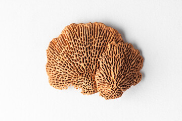 Top view on dried gloeophyllaceae on white background