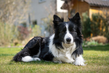 Border Collie Hündin - 4 Jahre alt