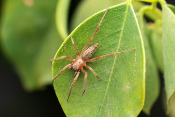 Dorsal of sac spider, Clubiona subtilis, Satara, Maharashtra, India