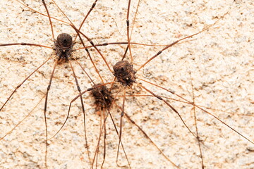 Family of Harvestman spider, Hadrobunus grandis, Bandhavgarh, Madhya Pradesh, India