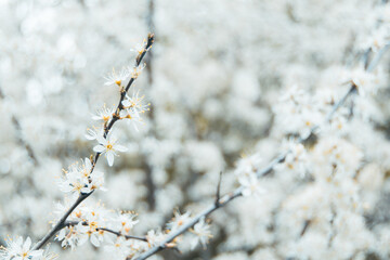 Closeup for white flowers of blooming prunus spinosa, called blackthorn or sloe, bright shot of beautiful bloom of back thorn tree in shallow depth of field. Copy space