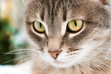 A domestic cat sits on gray bed. The cat in the home interior.