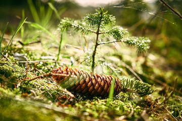 Zapfen im Wald, Fichte