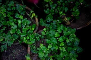 flower pots with young green leaves. The concept of growing young plants in a greenhouse