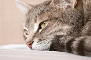 A striped gray cat with yellow eyes.