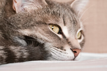 Naklejka na ściany i meble A striped gray cat with yellow eyes.