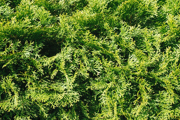 Thuja hedge texture. American Arborvitae plant pattern. Evergreen Thuja occidentalis type...