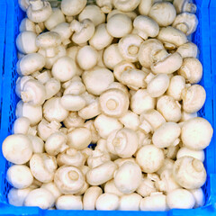 White fresh mushrooms, food background of champignon in the blue tray of the store