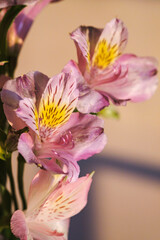 A bouquet of flowers from Alstroemeria in a glass vase