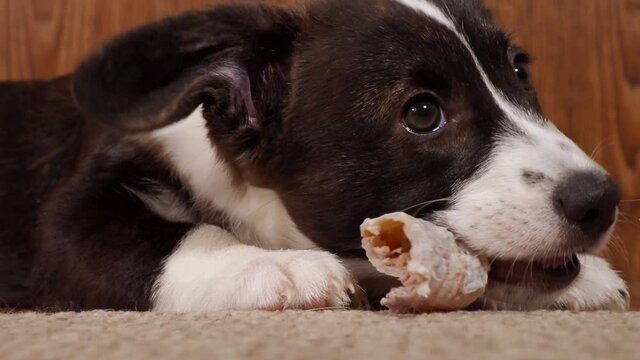 happy corgi puppy black and white at home, eating a treat