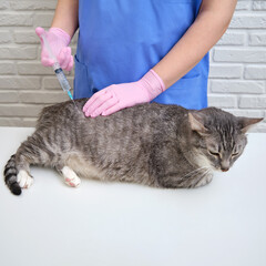 A veterinarian injects a medication with a syringe to a domestic cat
