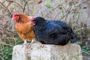 Complicit&eacute; animale