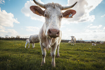 Fototapeta na wymiar Vache blanche en gros plan, vache et veau en arrière plan