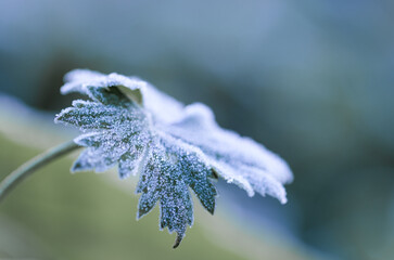 In einem Kräutergarten / Hochbeet im Herbst / Winter: Blatt mit Raureif in der Kälte