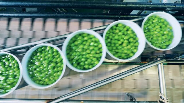 A row of open tin cans with peas during transportation in a top view. Food processing conveyor.