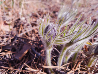 young stems of Pulsatilla patens flowers with closed buds.
