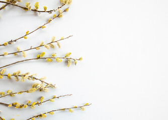 Branches of pussy willows on white background. Flat lay, top view