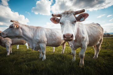 Deux vaches blanches charolaises en gros plan dans la prairie