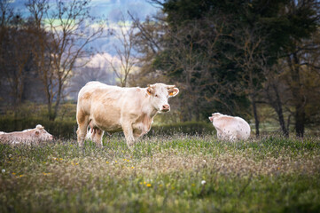 Vaches charolaises broutant dans la prairie au printemps 