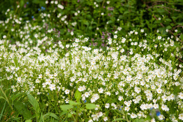 Obraz na płótnie Canvas Daisies flowers in a sunny field