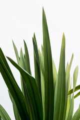 Close-up nature images of tropical leaves, background images and green leaf patterns.