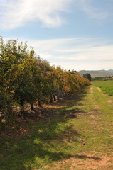 Fototapeta na wymiar A row of apple trees in the Langkloof in South Africa going into the rest of autumn