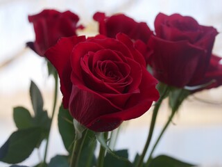 Long stemmed red roses, cropped shot