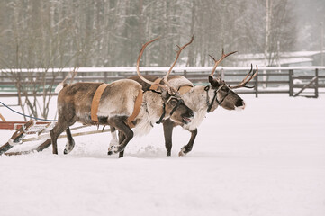 Reindeer in the winter in the snow
