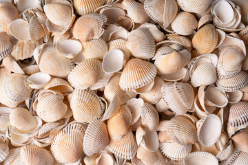 seashells close up in high resolution for backdrop
