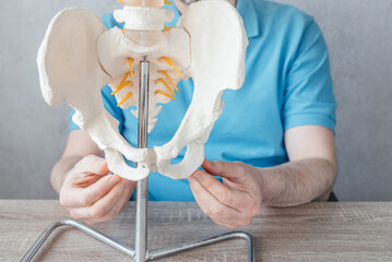 Close up of male doctor's hand showing ischial tuberosity or sit bones on skeleton spine model