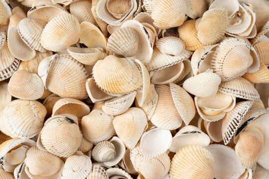 sea shells macro image with high resolution