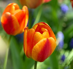 bl&uuml;hende Tulpen gelb und rot