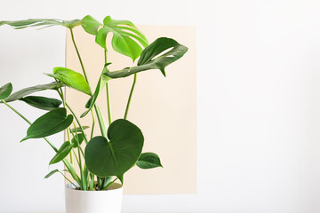 Monstera or Swiss Cheese plant in a white modern pot on a white and beige background.