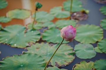 Beautiful lotus flower is the symbol of the Buddha, Thailand