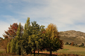 Full color autumn trees against a light blue sky with clouds in the Langkloof, South Africa