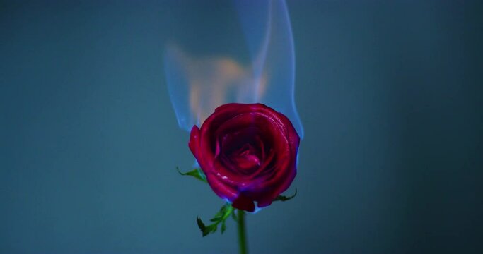 Slow Motion 60 fps Shot of a Red Rose Burning in Kuala Lumpur, Malaysia 
