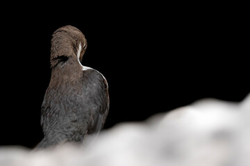 Relax time on the riverbank for the Dipper (Cinclus cinclus)