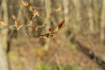 Young, spring leaves bloom on the branches. Macro.