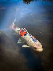 Orange White Koi