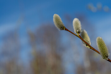 Pussy-willow buds bloom on the branches. Macro.