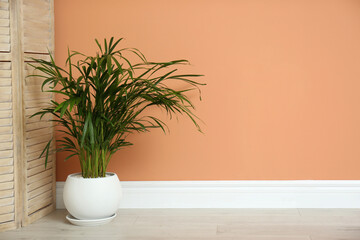 Fototapeta premium Beautiful exotic house plant near color wall indoors. Space for text