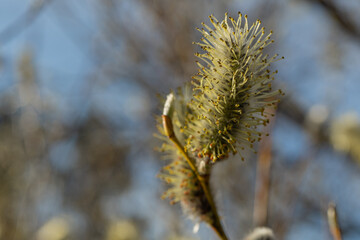 Pussy-willow buds bloom on the branches. Macro.