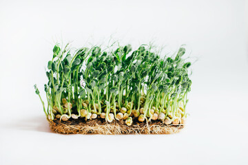 Microgreens sprouts isolated on white background. Vegan micro sunflower greens shoots, microgreens...