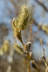 Fototapeta premium Pussy-willow buds bloom on the branches. Macro.