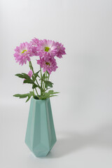 Pink chrysanthemums on white background in a vase close up